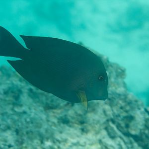 Striped Brsitletooth (Ctenochaetus striatus)