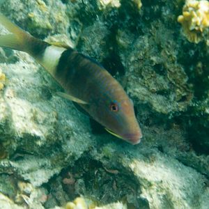 Manybar Goatfish (Parupeneus multifasciatus)