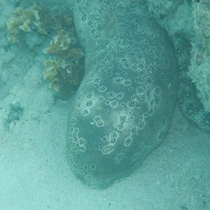 Very fat Sea Cucumber