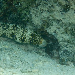 Snowflake Eel (Echidna nebulosa)
