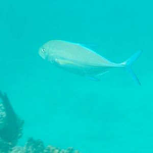 Bluefin Trevally (Caranx melampygus)