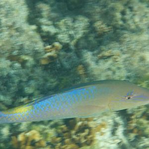 Goldsaddle Goatfish (Parupeneus cyclostomus)