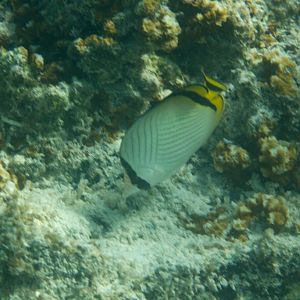 Vagabond Butterflyfish (Chaetodon vagabundus)