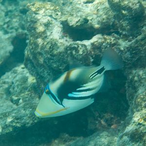 Lagoon Triggerfish (Rhinecanthus aculeatus)
