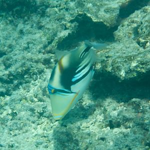 Lagoon Triggerfish (Rhinecanthus aculeatus)
