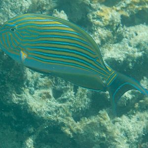 Striped Surgeonfish (Acanthurus lineatus)