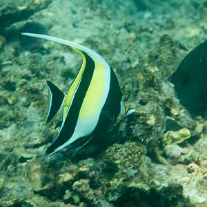 Moorish idol (Zanclus cornutus)