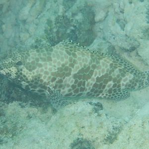 Honeycomb Grouper (Epinephalus merra)