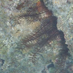 Crinoid