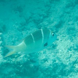 Redfin Bream (Monotaxis heterodon)