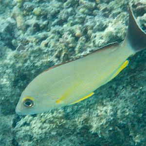 Blacktail Snapper (Lutjanus fulva)