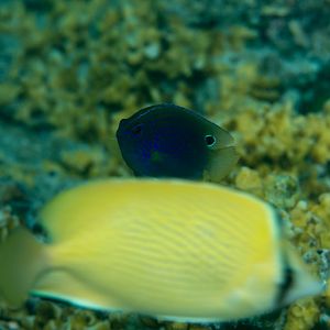Princess Damsel and Citron Butterflyfish