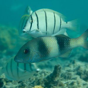 Doublebar Goatfish (Parupeneus crassilabris)