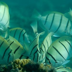 Convict Surgeonfish (Acanthurus triostegus)