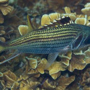 Spotfin Squirrelfish (Neoniphon sammara)