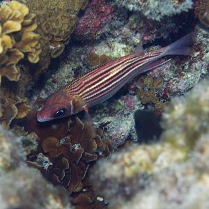 Smallmouth Squirrelfish (Sargocentron microstoma)