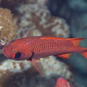Soldierfish