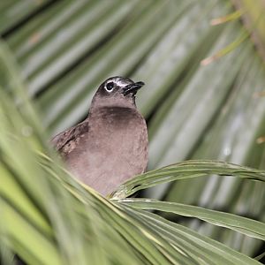 Brown Noddy at night (Anous stolidus)