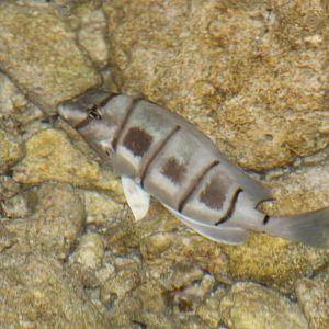 Convict Surgeonfish (Acanthurus triostegus) in its pyjamas