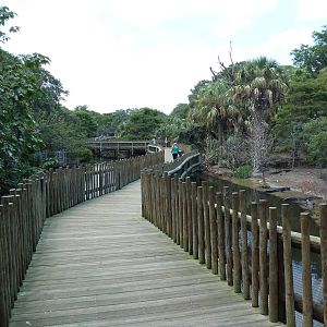 Alligator Swamp + Wading Bird Rookery