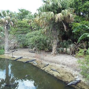 Alligator Swamp + Wading Bird Rookery