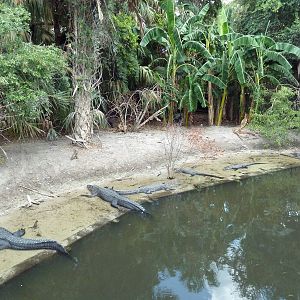 Alligator Swamp + Wading Bird Rookery