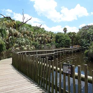 Alligator Swamp + Wading Bird Rookery