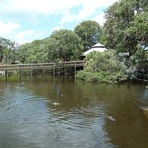 Alligator Swamp + Wading Bird Rookery