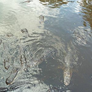 Alligator Swamp + Wading Bird Rookery - Feeding Time