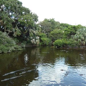 Alligator Swamp + Wading Bird Rookery