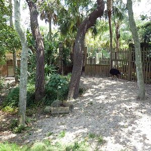 Cassowary Exhibit