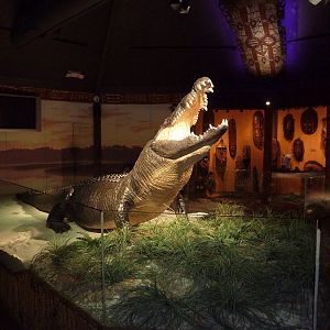 Gomek - 18 ft., 2,000 Pound Saltwater Crocodile