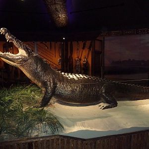 Gomek - 18 ft., 2,000 Pound Saltwater Crocodile