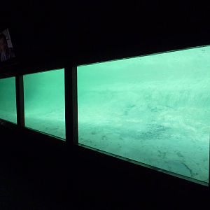 Saltwater Crocodile Exhibit - Underwater Viewing Area