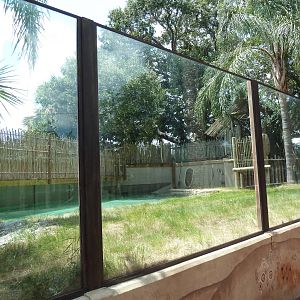 Saltwater Crocodile Exhibit