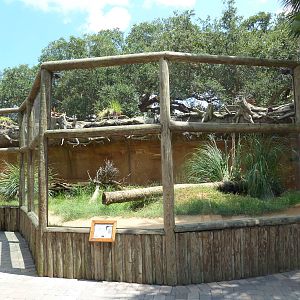 Komodo Dragon Exhibit