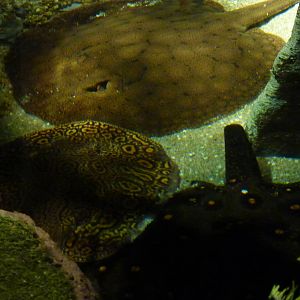 Freshwater stingrays - 12th July 2012.