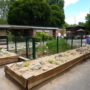 Open-topped harvest mouse enclosure - 10th August 2012