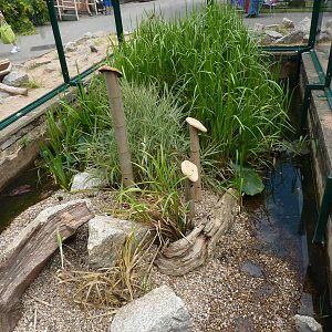 Harvest mouse enclosure - 10th August 2012