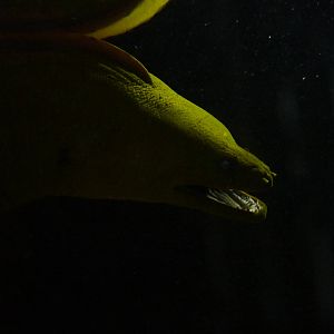 Green moray - 18th August 2012