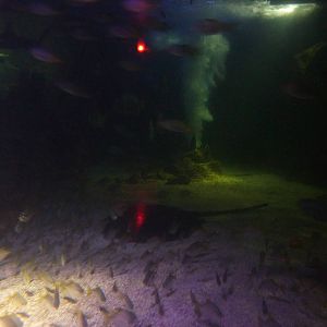 Schools of fish - 18th August 2012