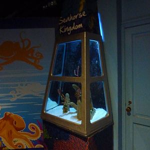 A seahorse tank - 18th August 2012