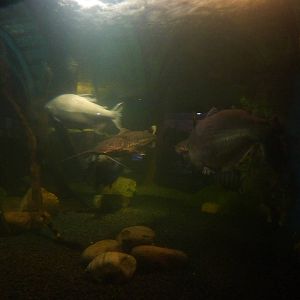 Freshwater giants tank - 18th August 2012