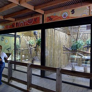 koala exhibit