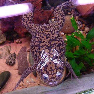 African clawed frog - 20th August 2012