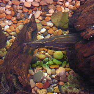 Fire eel - 20th August 2012