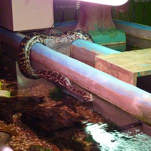 Burmese python swimming in the tanks - 20th August 2012