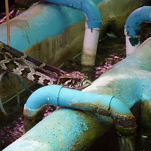 Burmese python swimming - 20th August 2012
