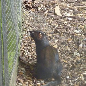 Polecat - 20th August 2012