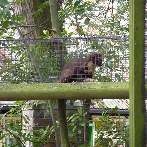 Pine marten - 20th August 2012